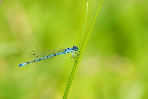 Free Blue and Black Dragonfly Stock Photo