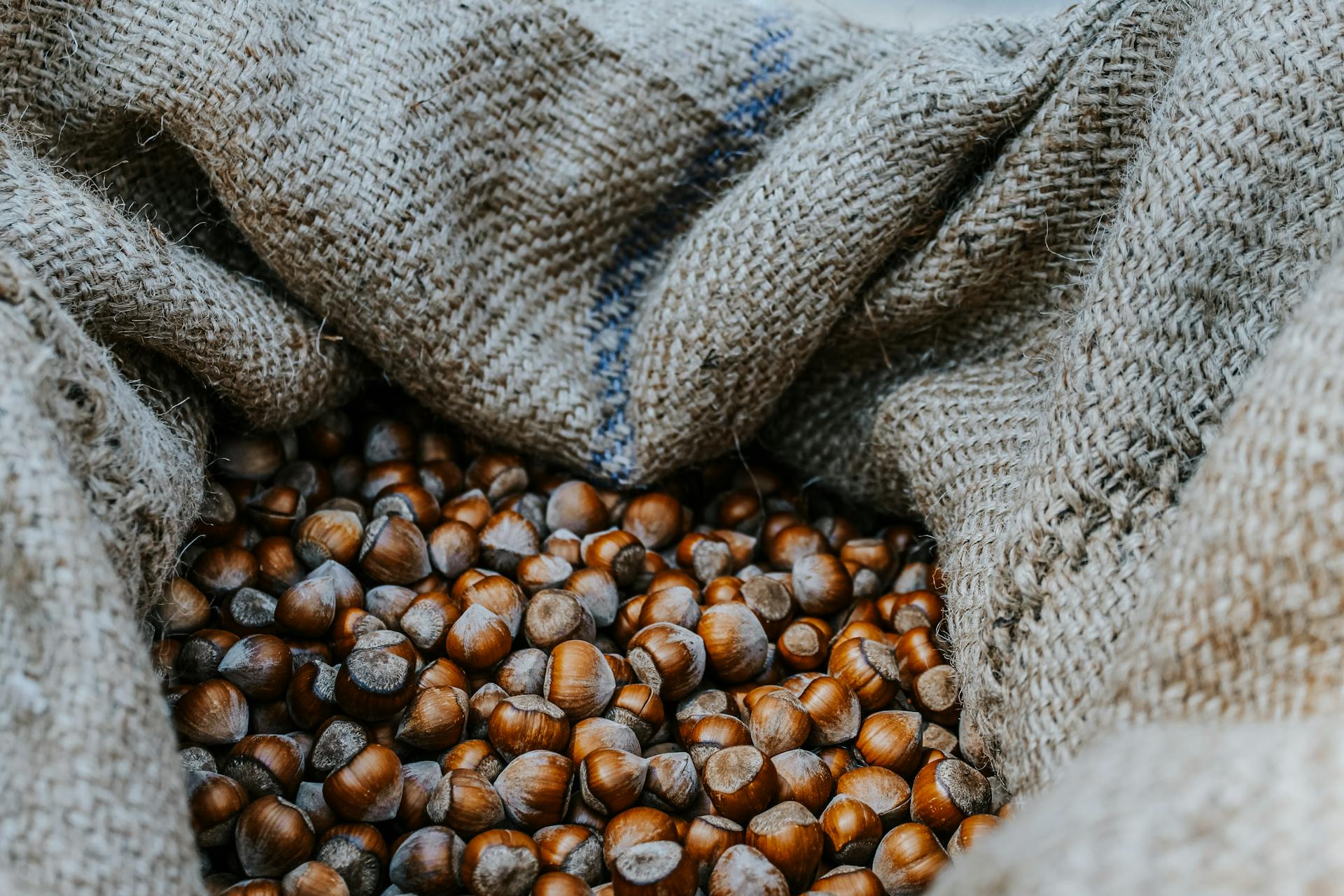 A burlap sack overflowing with fresh chestnuts, perfect for autumn snacking.
