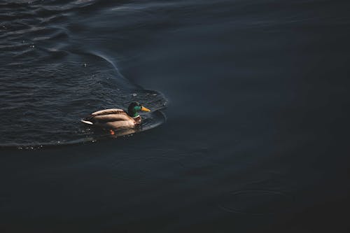 A Mallard Duck Swimming on a Water