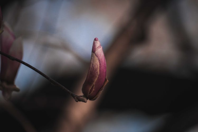 Bud Of Mulan Magnolia Flower In Garden