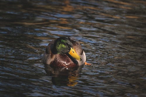 Graceful male wild duck with colorful plumage swimming in rippling lake on sunny day