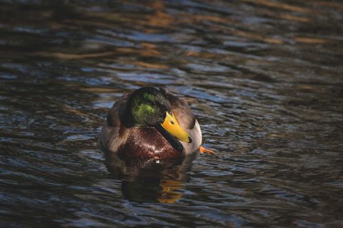 Free Graceful male wild duck with colorful plumage swimming in rippling lake on sunny day Stock Photo