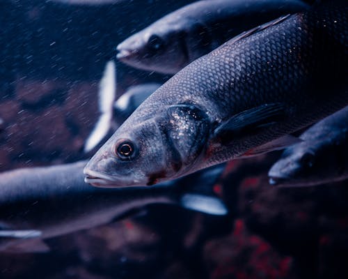 Безкоштовне стокове фото на тему «Вибірковий фокус, водні тварини, екстремальний закри постріл»