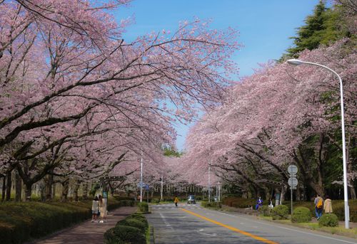 Free Scenic road lined with blooming cherry blossom trees in Japan, capturing the essence of spring. Stock Photo