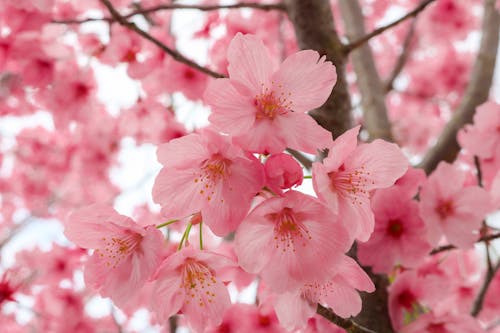 Kostenloses Stock Foto zu ast, baum, blumen