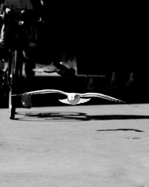 Grayscale Photo of a Flying Bird