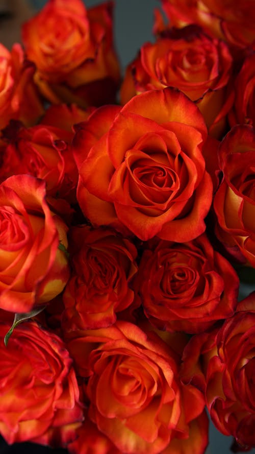 Tender red roses on dark background