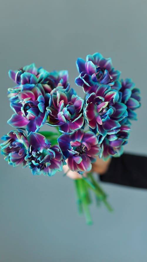 Crop anonymous person showing bunch of vibrant purple pelargonium flowers on gray background