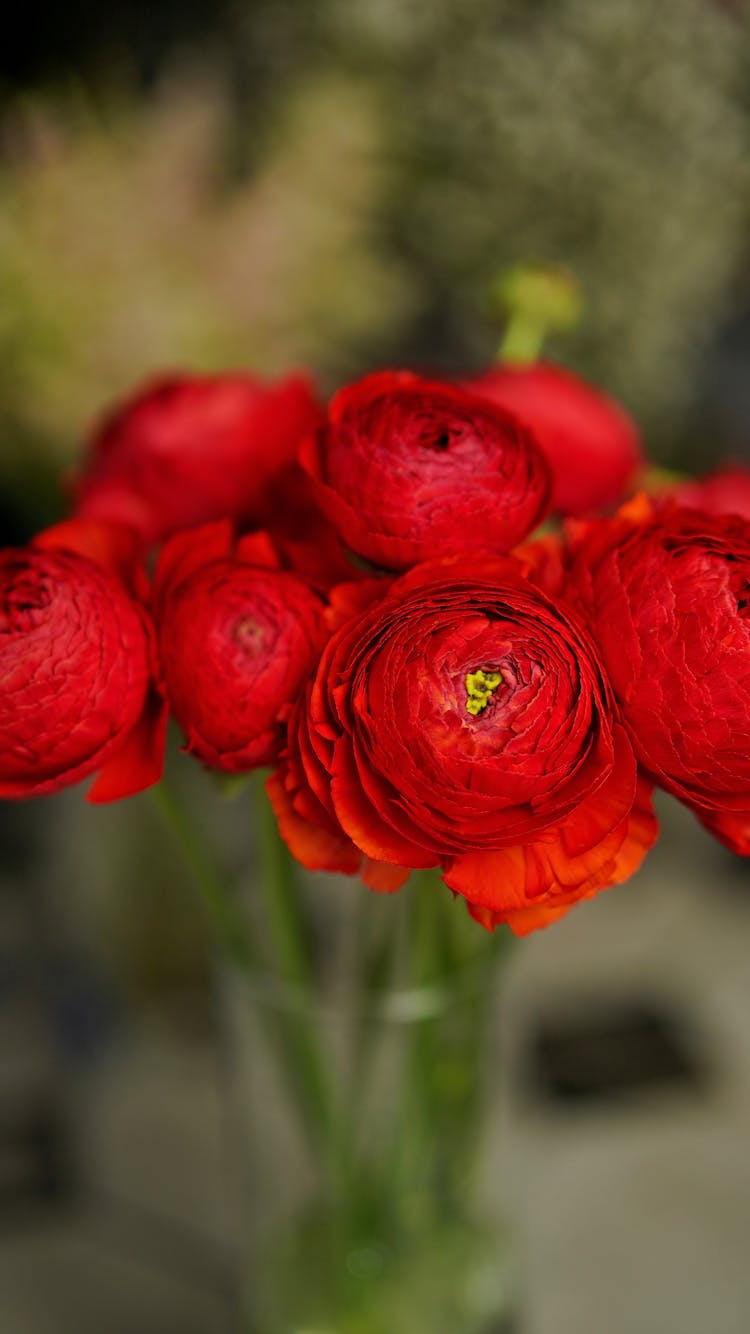 Red Ranunculus Flowers In Vase