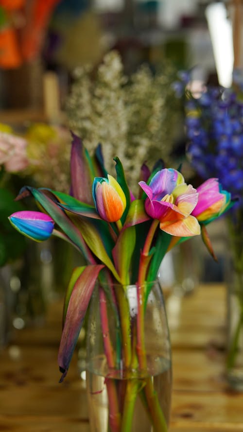 Free Bouquet of rainbow tulips in vase Stock Photo