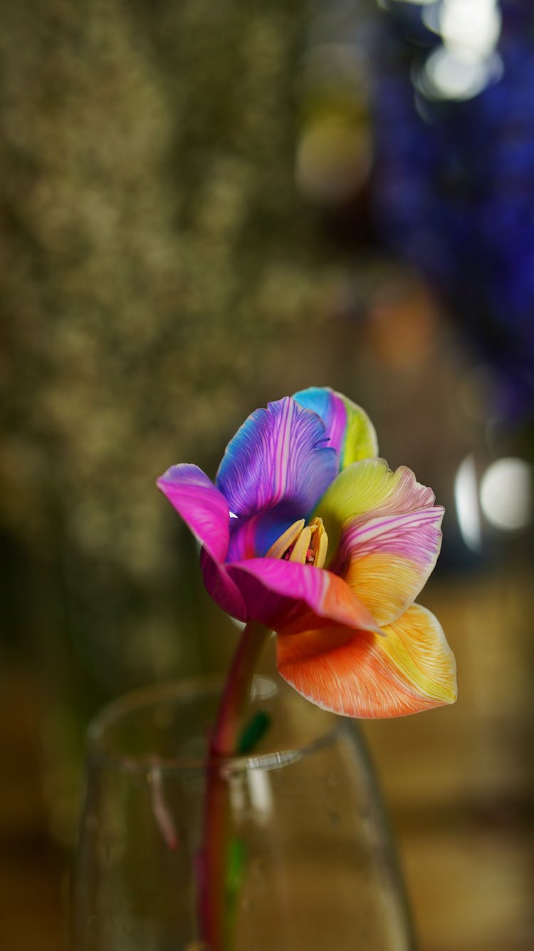 Rainbow Tulip In Glass Vase