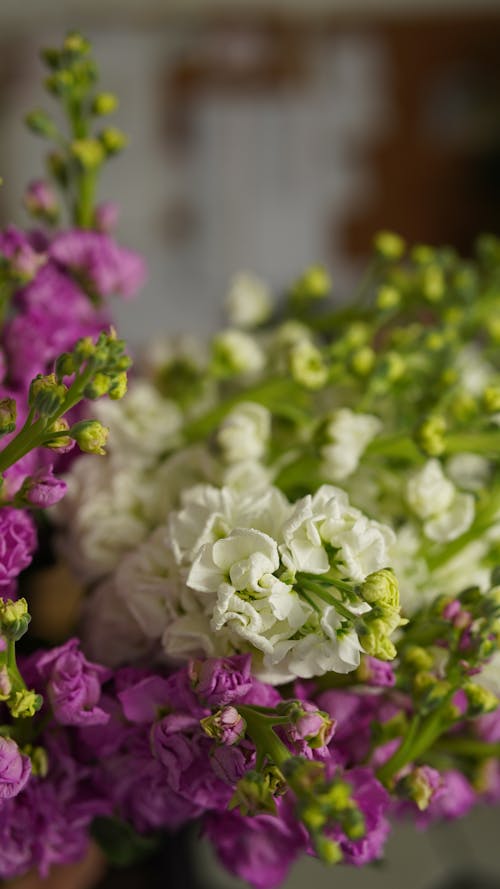 Free Bouquet of Matthiola flowers in room Stock Photo