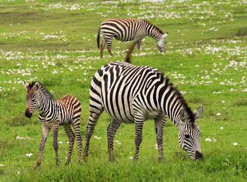 Photo of 3 Zebra on Green Grass Field