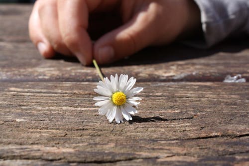 бесплатная Цветок одуванчика на коричневый деревянный стол Стоковое фото