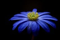 在黑暗背景下，蓝色的金莲花特写中有一个鲜艳的黄色中心