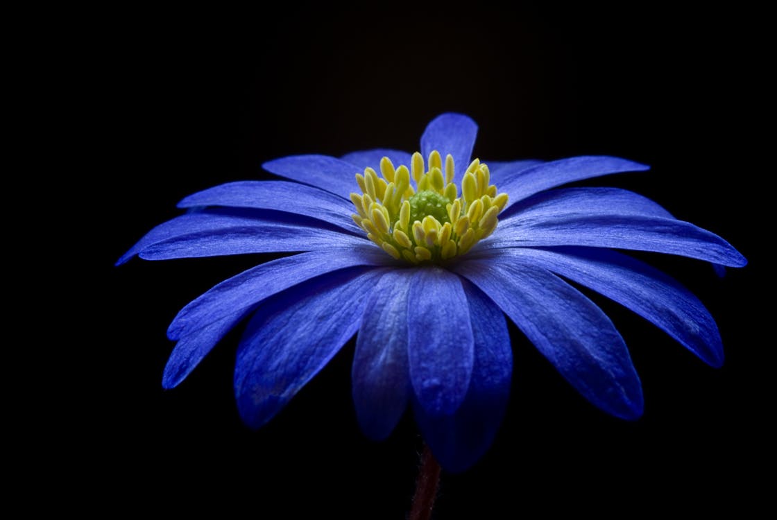 Gratuit Fleur Pétale Jaune Bleu Photos