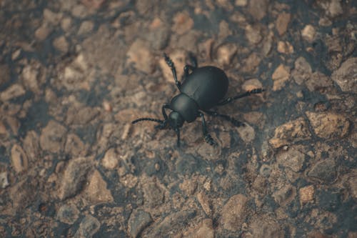 Foto stok gratis beetle, fotografi serangga, invertebrata