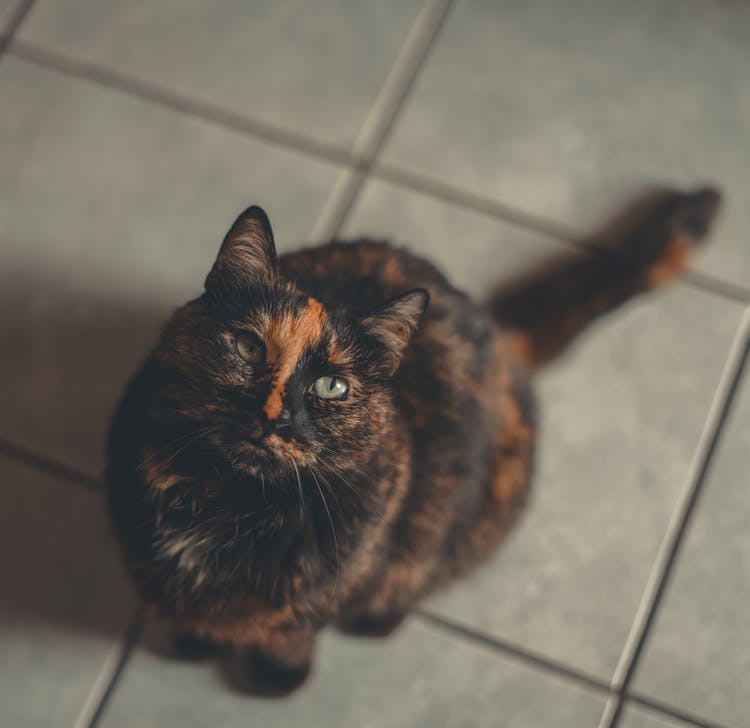 Black And Brown Cat  Sitting On Tiled Floor