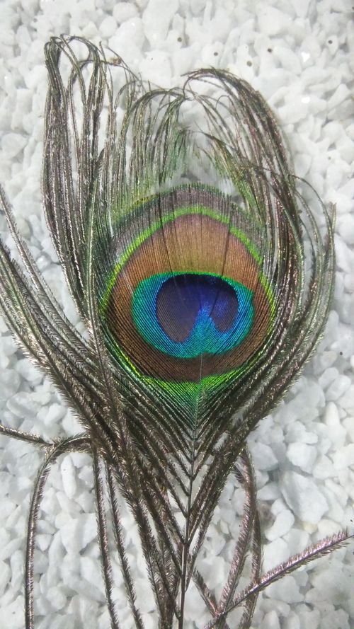 Free stock photo of beautiful pecock, pecock, pecock dance Stock Photo
