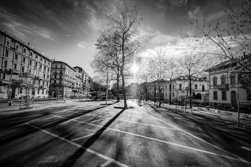 Black and white of row of houses spacious park area with trees located in residential district in sunny day