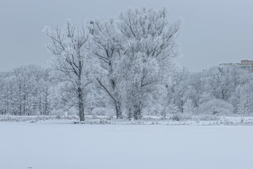Snow Covered Trees on the Field