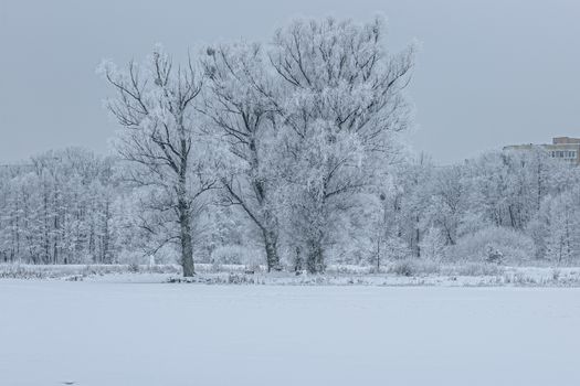 Serene winter landscape with frosty trees and snow covering the ground.