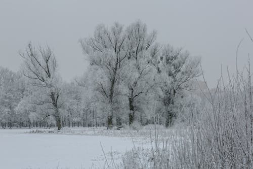 Free Snow Covered Trees on the Field Stock Photo