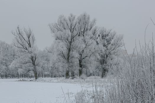 Serene winter scene with snow-covered trees and frosty branches in Kaliningrad.