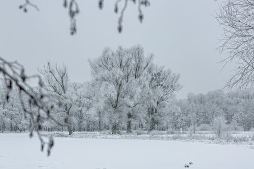 Darmowe zdjęcie z galerii z drzewa, natura, pokryte śniegiem