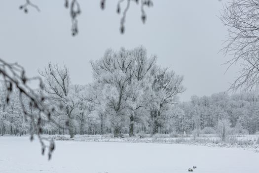 A serene winter scene with snow-covered trees in Kaliningrad, Russia.