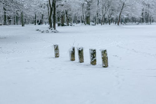 Photos gratuites de arbres, bois à brûler, couvert de neige