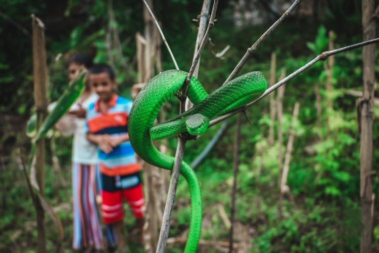 Close-Up Shot Of A Venomous Green Viper Snake