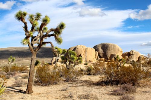 Free Beautiful desert scene with iconic Joshua Tree and rocky terrain in daylight. Stock Photo
