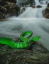 Close-Up Shot of a Green Viper on a Rock