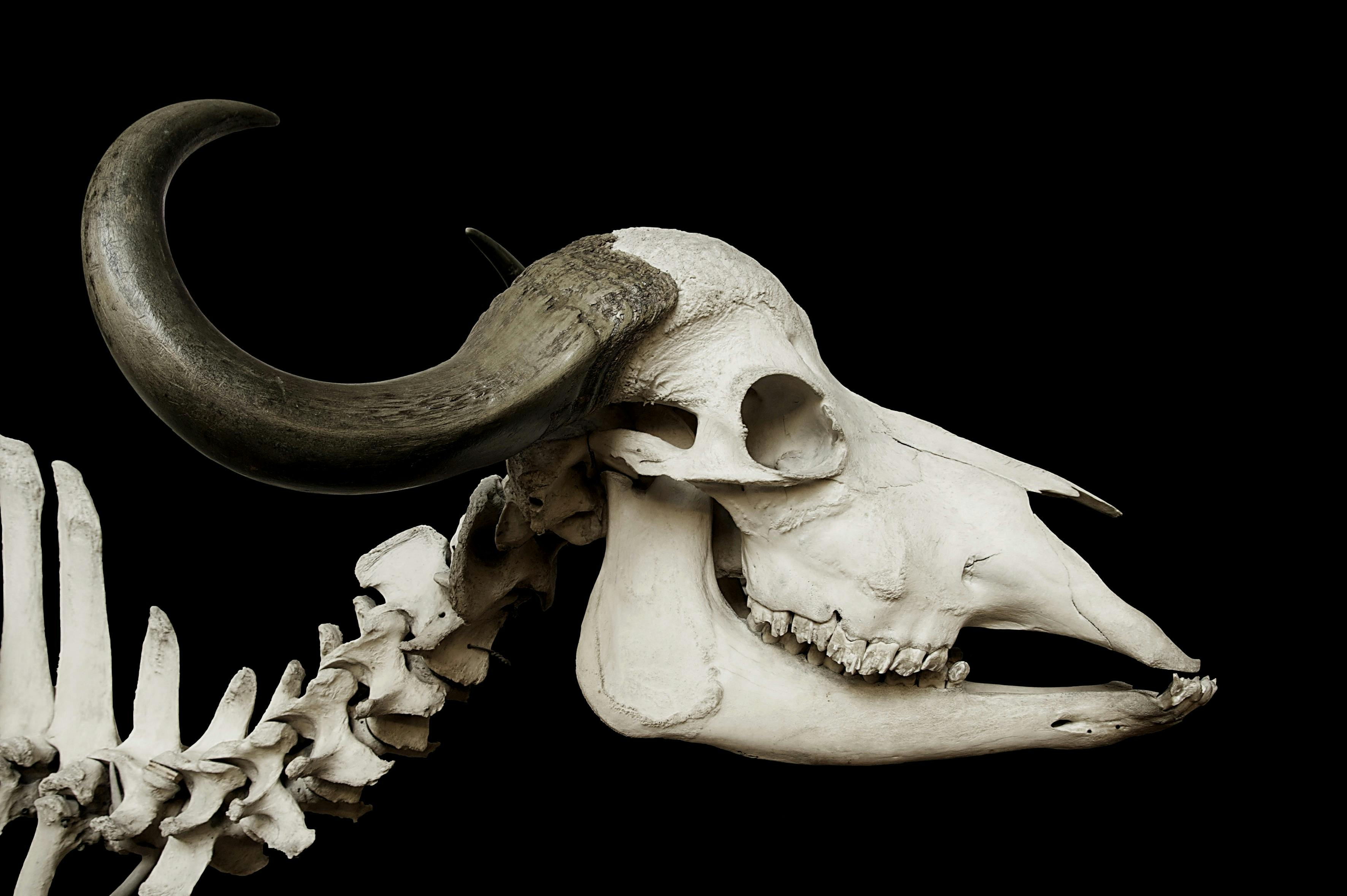 Foto de stock gratuita sobre calavera, cr\u00e1neo, cr\u00e1neo de vaca