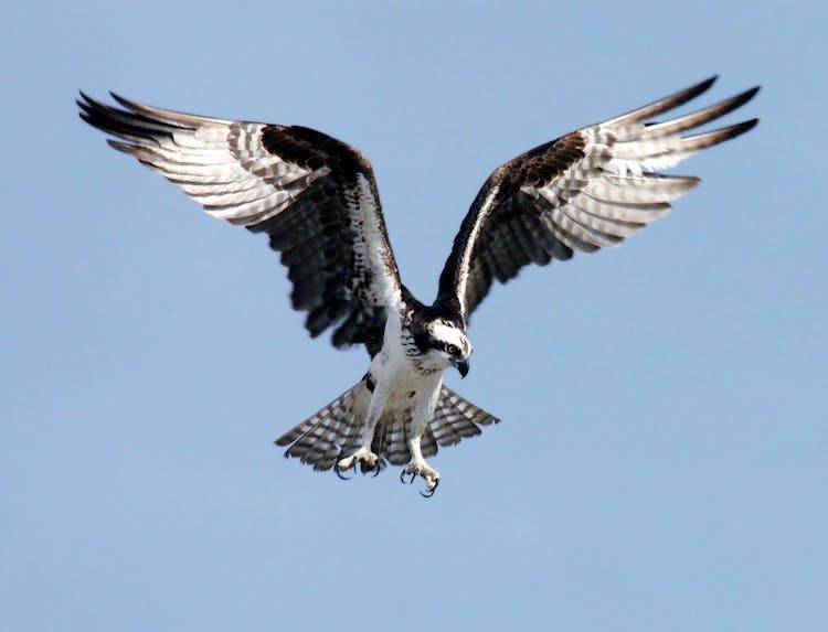 Black And White Eagle