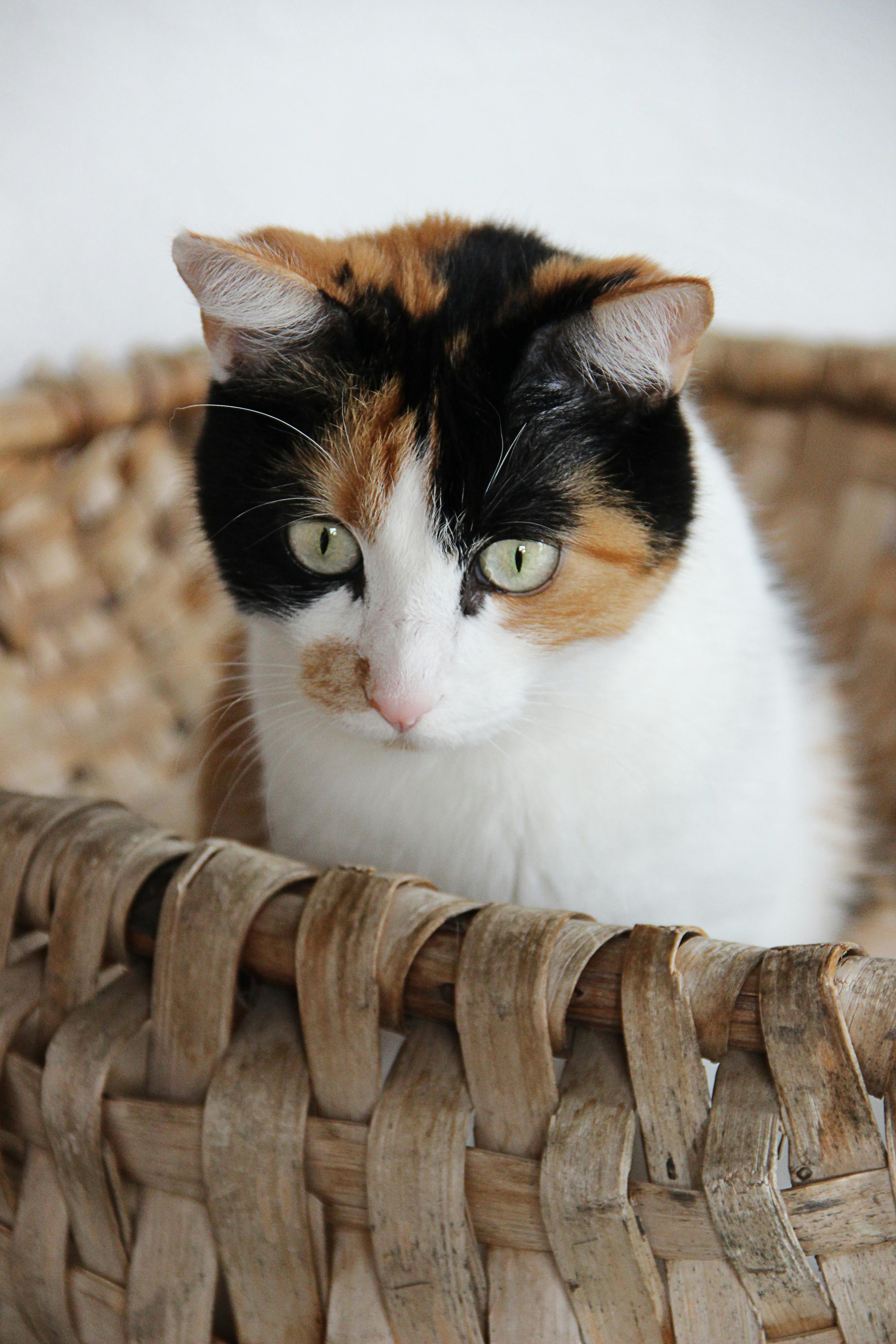 a cute cat in a basket