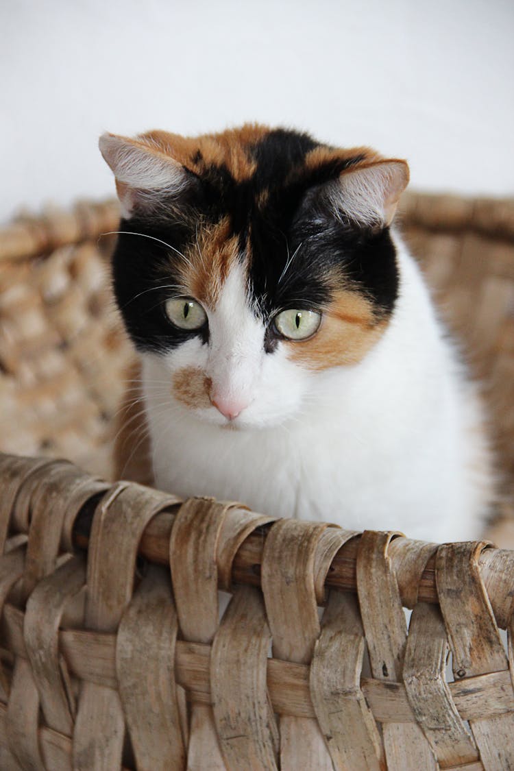 A Cute Cat In A Basket