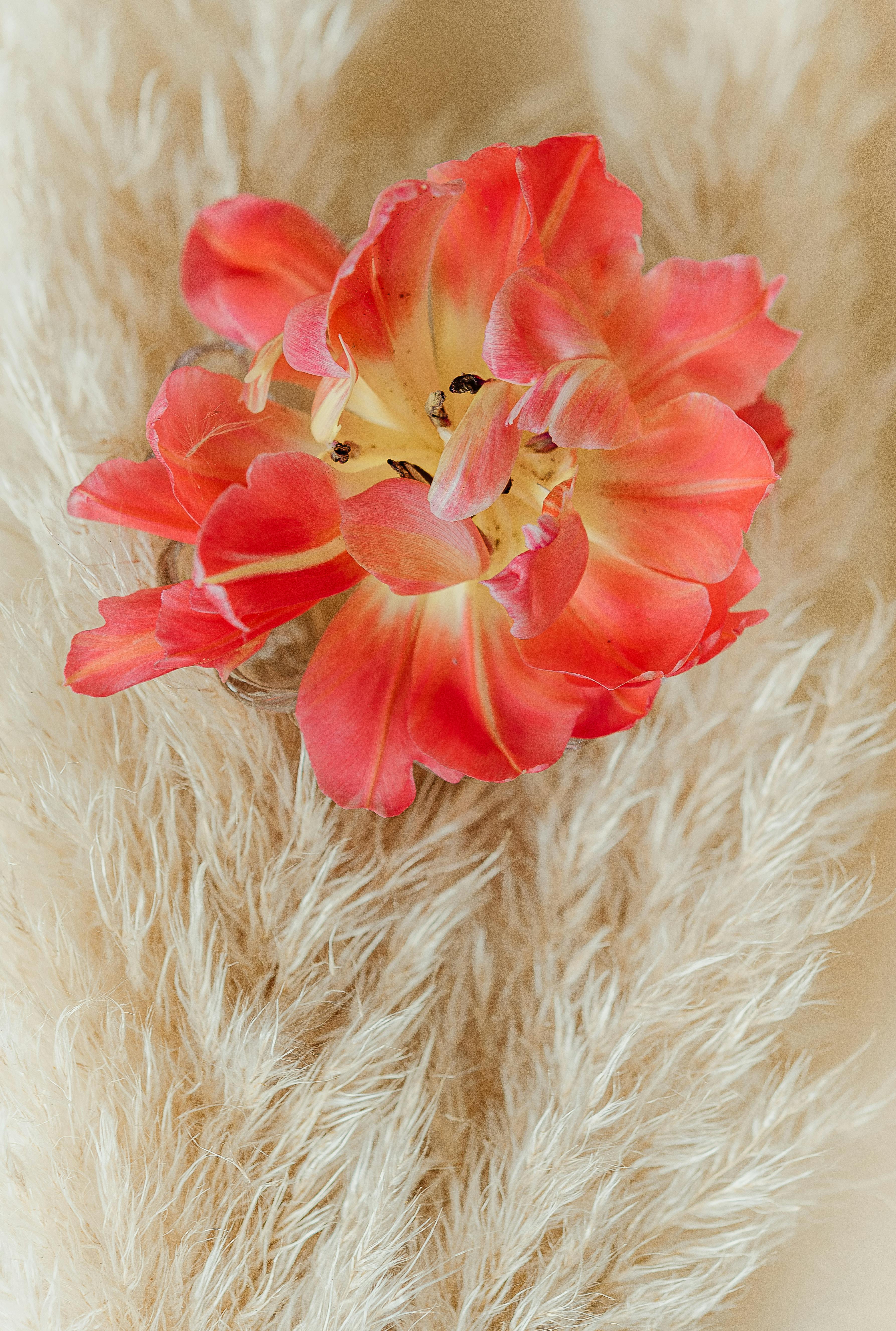 Bright and detailed close-up of a vibrant parrot tulip resting on soft, fluffy fur background.