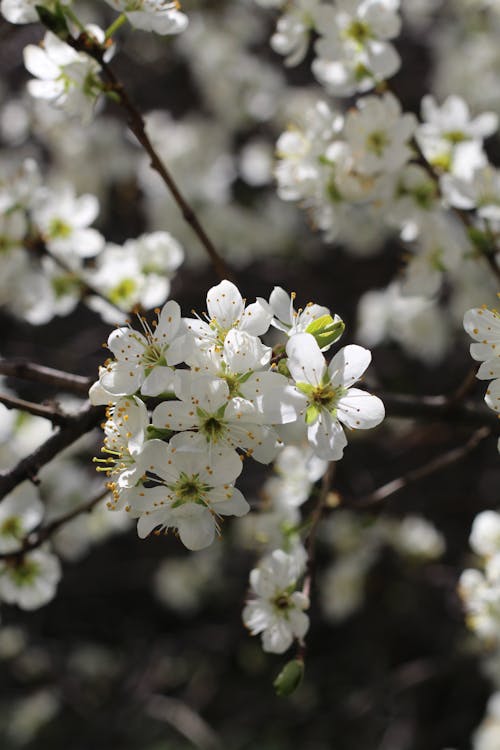 Free White Cherry Blossoms in Close-Up Photography Stock Photo