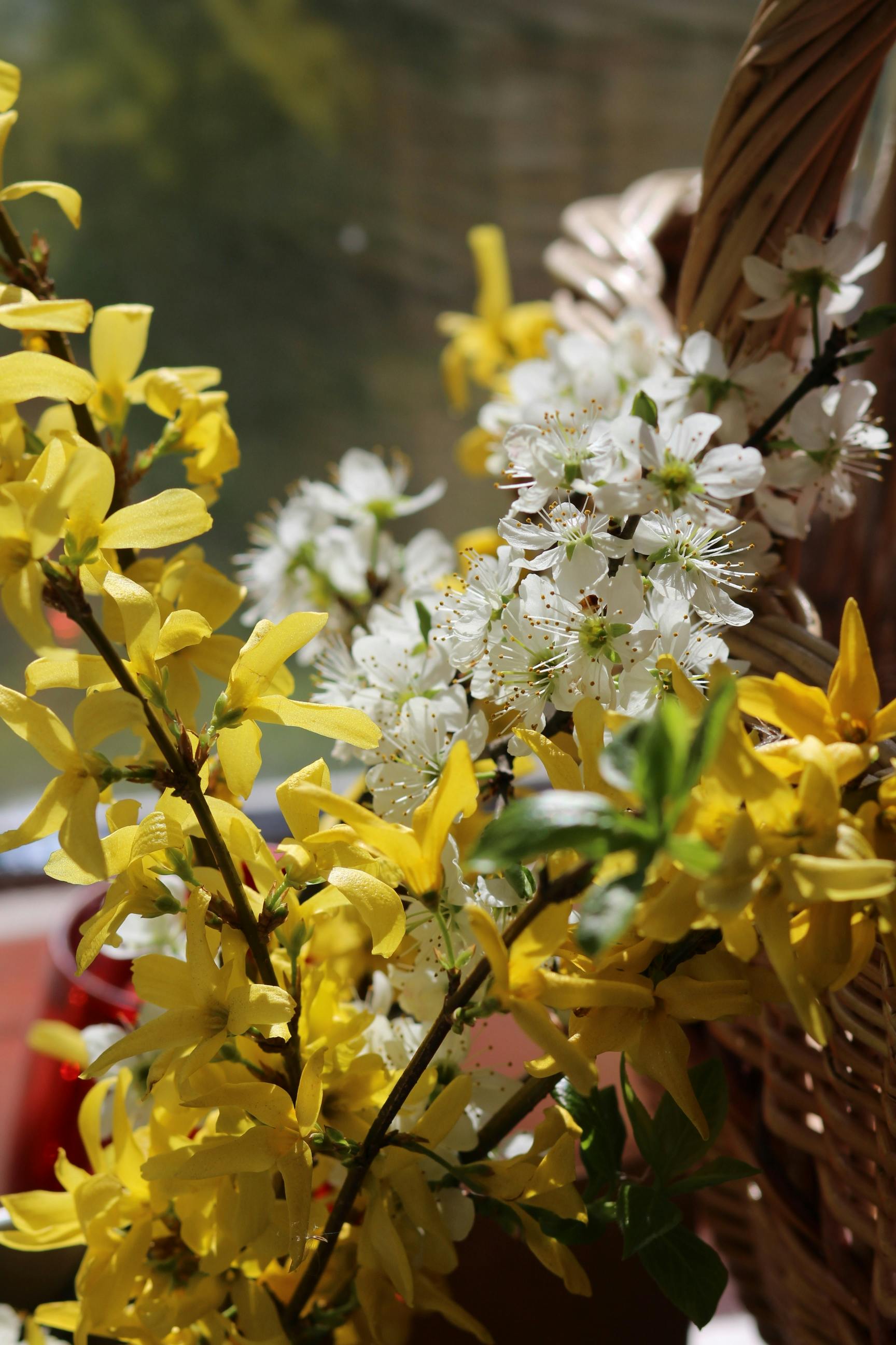 [ColoSach]-beautiful-spring-blossoms-in-yellow-and-white-arranged-in-a-woven-basket,-symbolizing-renewal-and-beauty.