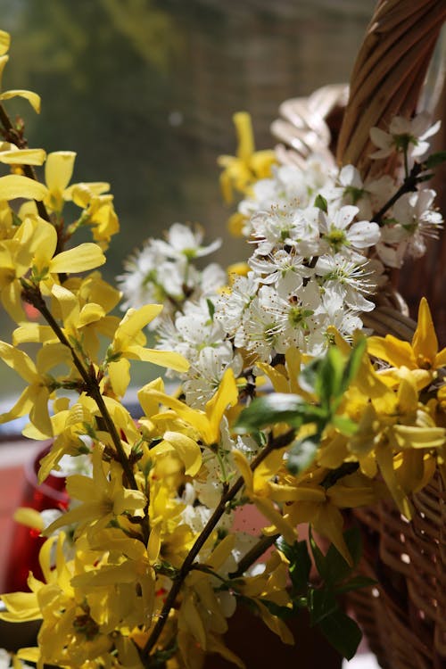 Free Close-Up Shot of Yellow and White Flowers Stock Photo