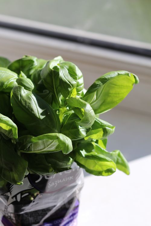 Free Vibrant basil plant leaves in sunlight on a windowsill, ideal for fresh cooking. Stock Photo
