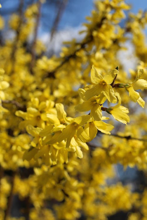 Close-Up Shot of Yellow Flowers