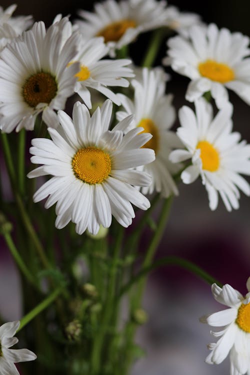 Close Up Photo of White Flowers