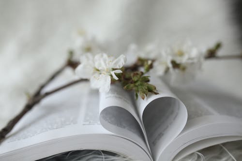 Free White Flower on Book Page Stock Photo