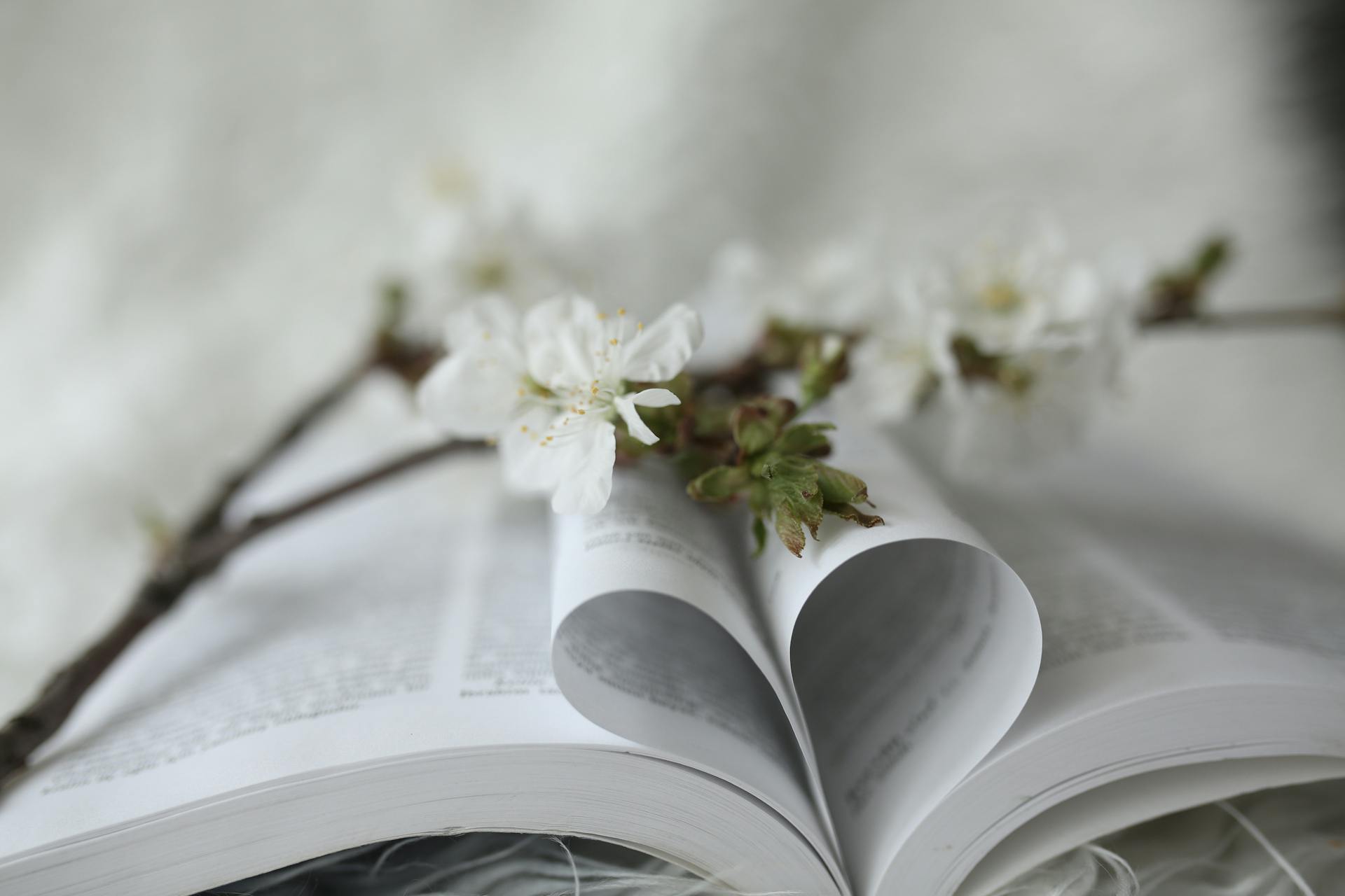 A delicate cherry blossom branch rests on an open book with pages shaped into a heart.