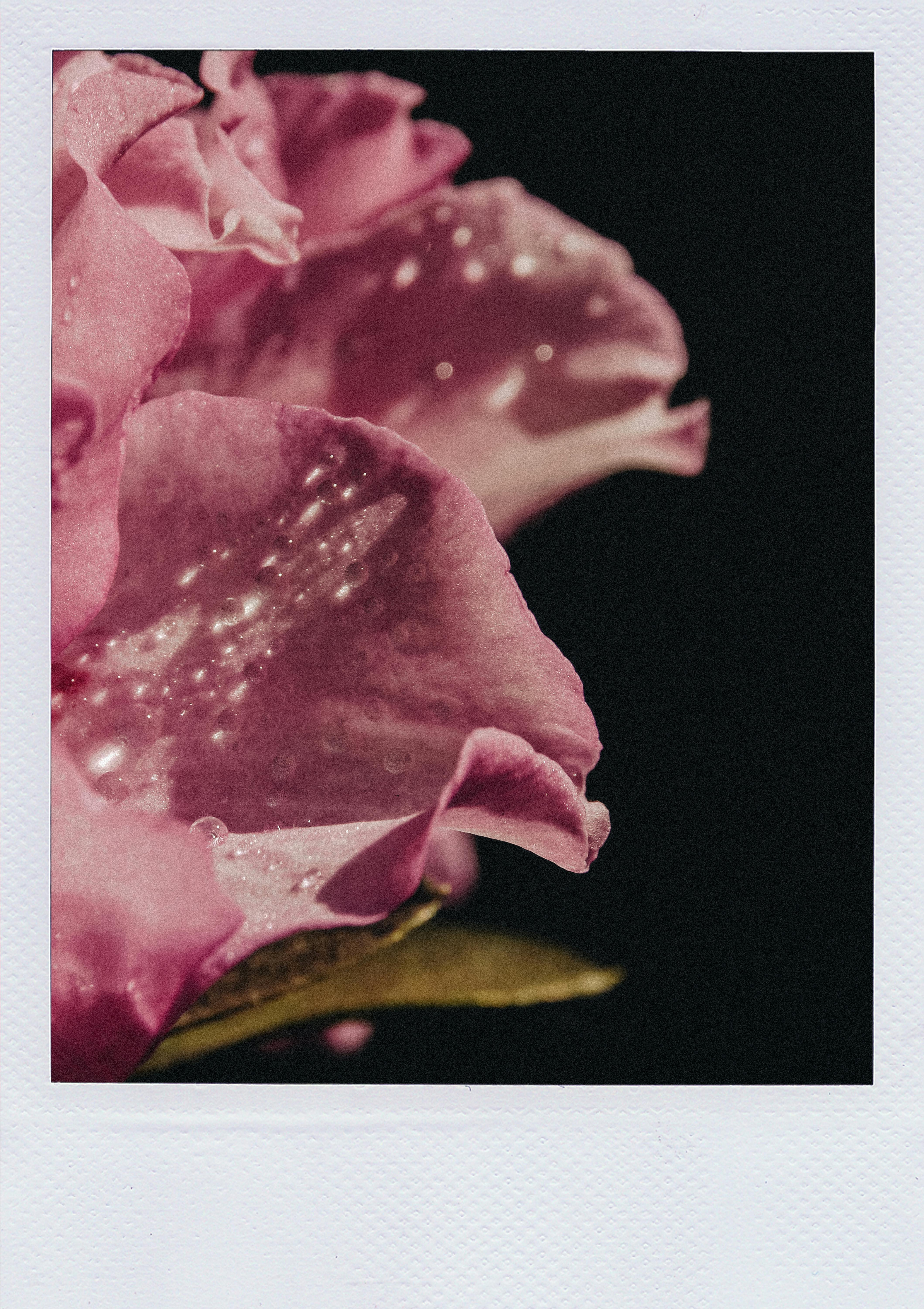 A close-up of a pink flower petal with dew drops showcasing its delicate beauty.