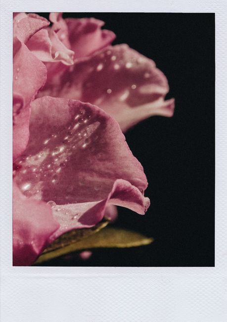 A close-up of a pink flower petal with dew drops showcasing its delicate beauty.