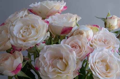 Roses in Close Up Photography